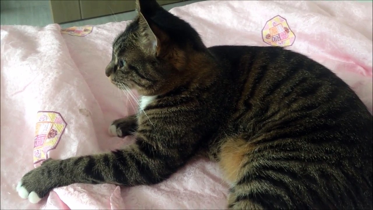 ねこ動画：すっちゃ　고양이동영상:숙자　猫猫视频：淑子　CatTube：sukjja