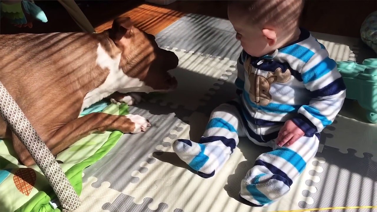 Ultimate Pitbull Compilation 2022-2023   Cutest Funny Pitbull Videos Ever