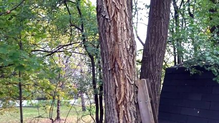 Tree Awareness when Camping