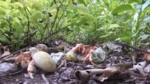 British Indian Ocean Territory – coconut crabs