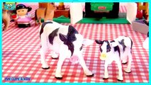 Cows real animals for kids to learn Joe MacDonald animals learning cows farm cow nursery rhymes