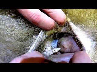 How to Check a Wombat Pouch For a Joey