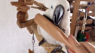 Harley the Cockatoo Has Feathers Brushed by Loving Owner
