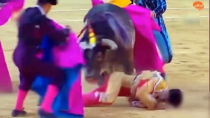 تعرف على أضخم ثور في التاريخ " الثور الذي حقق دخل موسوعة جينيس "