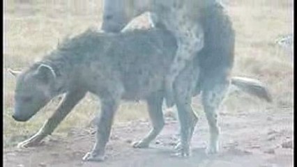 Very rare sighting of hyenas mating.