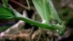 Unbelievable Mantis Vs Grass Snake  Unequal Battle Among Reptiles.