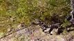 Unbelievable Roadrunners Kill and Eat RattleSnake  Wild Animal attack in the American Southwest.