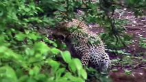 Incredible Lion Save Newborn Impala From Leopard Attack  Leopard Attack Fail !