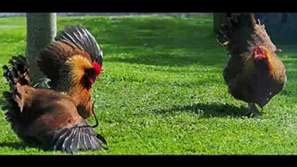 MOST Vicious RAT Attacks on CHICKEN and OTHER BIRDS