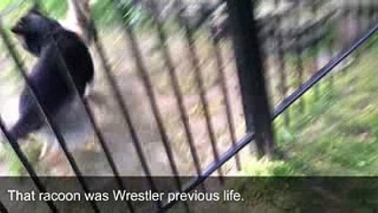 MOST Vicious Raccoon Attacks on Dogs and Cats