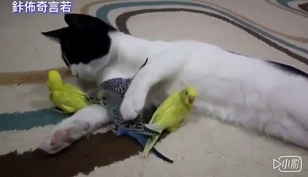 la ternura de los animales