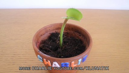 Anchovies for Charlie the Venus Flytrap