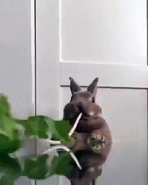 Quand un lapin trop mignon se met à table pour manger une longue plante !