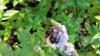 Bumblebee Queen sniffing flowers