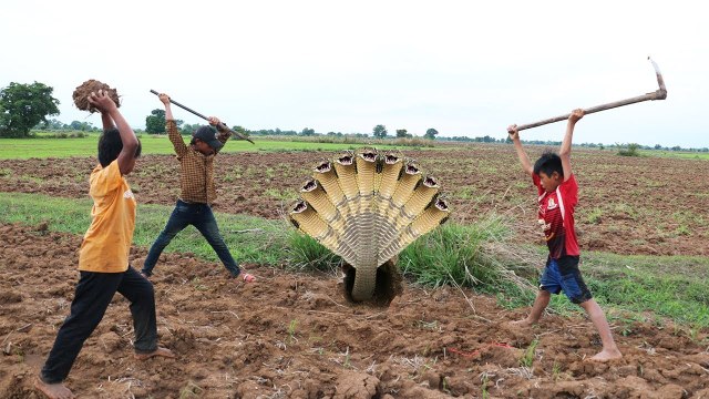 ( 100% Real Life ) Three Brave Children Catch Three Snakes by Digging Hole On The Rice Field