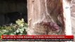 Sarıyer'de Aç Sokak Köpekler Çiftlikteki Hayvanlara Saldırdı- Köpekler Bir İneğin Yüzünü Parçaladı-...