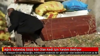 Ağrılı Vatandaş Gözü Kör Olan Kedi İçin Yardım Bekliyor
