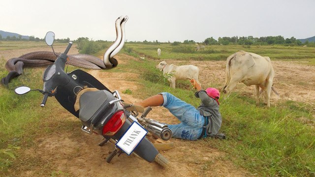 Wow ! Boy Catches Big Snake on The Road While Going Fishing - Catch Biggest On The Road By Brave Boy