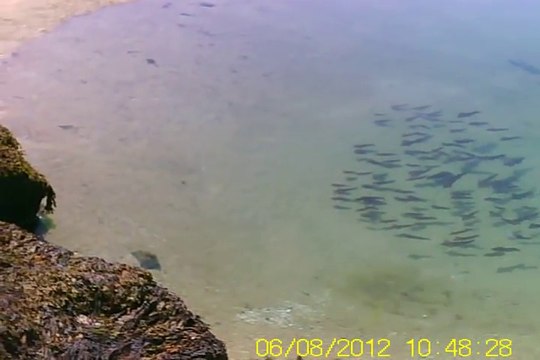 Prisonniers de la marée ces poissons sont sur une flaque sur la plage !