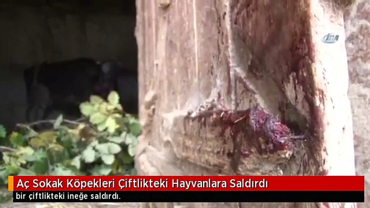 Aç Sokak Köpekleri Çiftlikteki Hayvanlara Saldırdı