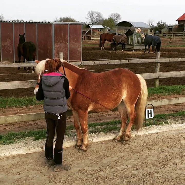 Piaffetraining