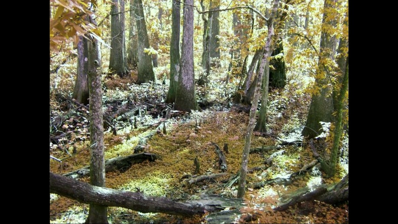 Sasha Persholja - Swamp Of Reality (Official Slide)