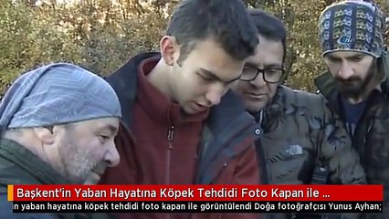 Başkent'in Yaban Hayatına Köpek Tehdidi Foto Kapan ile Görüntülendi