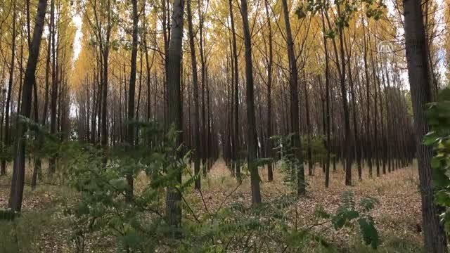 Eski Payitahtta Hazan Mevsimi