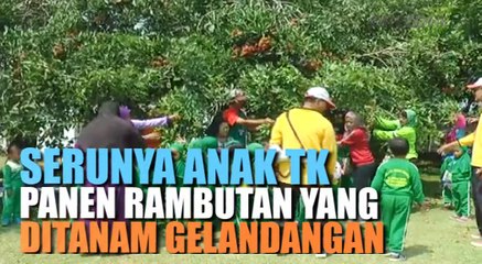 Serunya Anak TK Panen Rambutan yang Ditanam Gelandangan