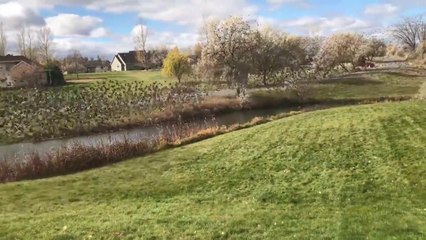Des milliers d'oiseaux ont envahi ce champs et s'envolent en même temps...
