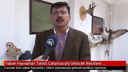 Yaban Hayvanları Tahnit Çalışmasıyla Gelecek Nesillere Taşınıyor