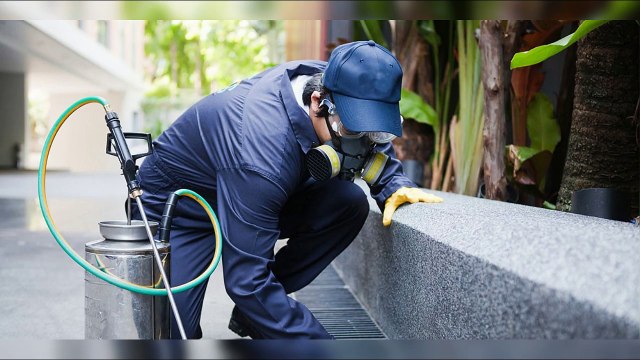 Detay İlaçlama İskenderun 0534 054 89 08