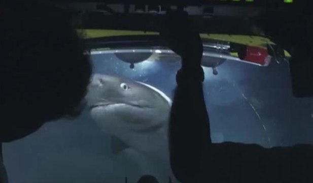 BBC'nin belgesel ekibine köpek balığı saldırdı