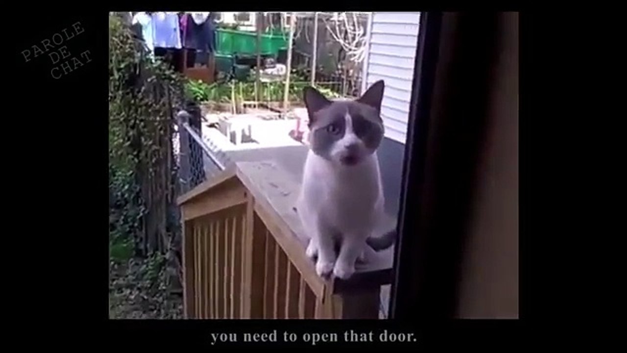 Ouvre Moi Parole De Chat Video Dailymotion