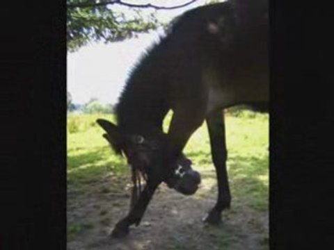 The beautiful Mule [Cheval à grand' oreilles]