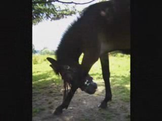 The beautiful Mule [Cheval à grand' oreilles]