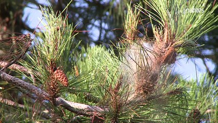 Des techniques responsables pour lutter contres les chenilles