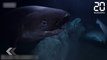 Des requins attaquent une équipe de tournage - Le Rewind du lundi 06 novembre 2017