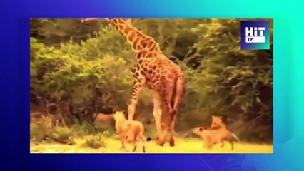 새끼기린을 잃고 사자를 짓밟는 분노의 기린 발차기