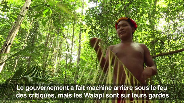 La forêt amazonienne, source de vie des indiens Waiapi