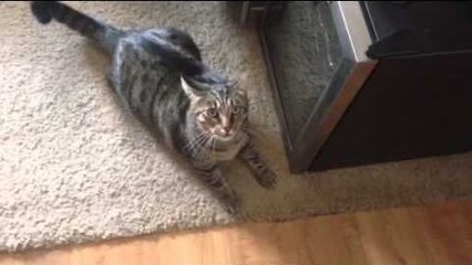 Quand un chat sent l'odeur d'un autre chat sur sa maitresse