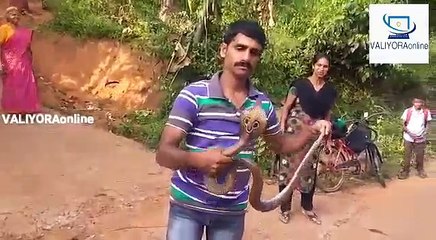 ഉഷാറായി പാമ്പിനെ പിടികുന്നത് SUJITH VP തന്നെ | NEW SNAKE CACHING VIDEO