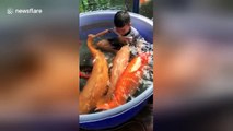 Toddlers splashing around in pool filled with koi carp
