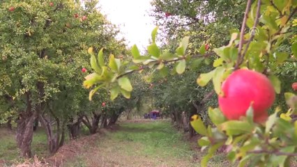 İnhisar Narında Hasat Heyecanı