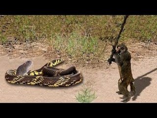 MACACO SALVA RATO DE SERPENTE GIGANTE