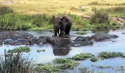 코끼리 vs 화난 하마