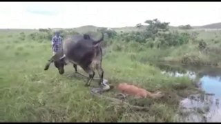 Incrível vaca ataca sucuri para defender filhote
