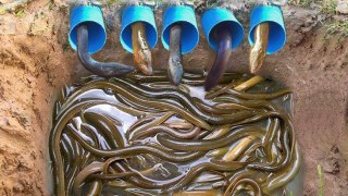 Incrível armadilha com tubos para pegar enguias no Camboja