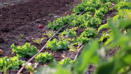 Zéro phyto 100% bio (2018) - Trailer (French)