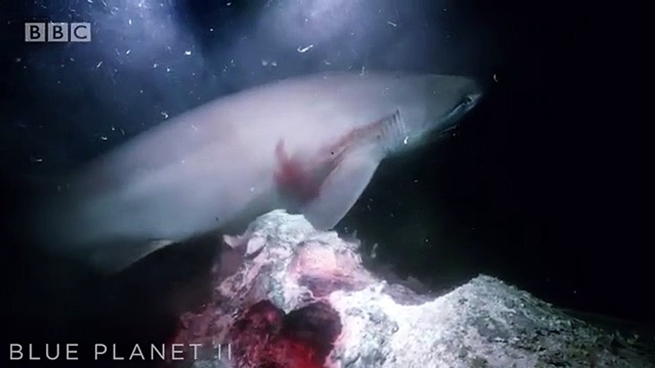 Requins vs Submersible